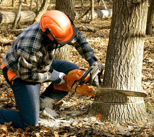 Tree Removal in Birmingham, IA